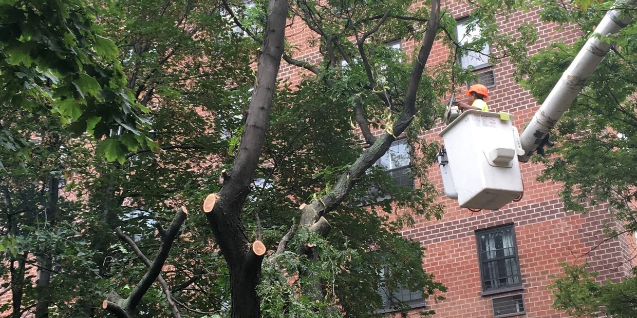 Paul Bunyon Tree Services, Inc Firewood New York, New York